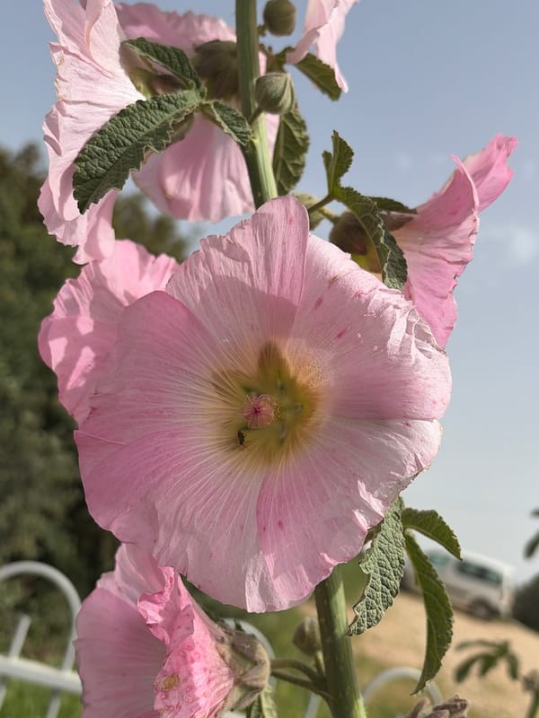 Pink hollyhocks bloom along fence in northern Israel