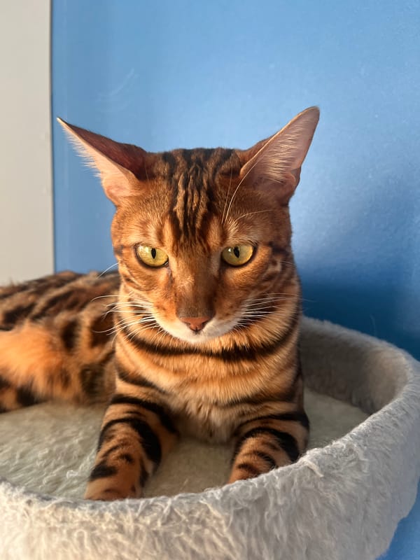Bengal cat relaxing and eating at home