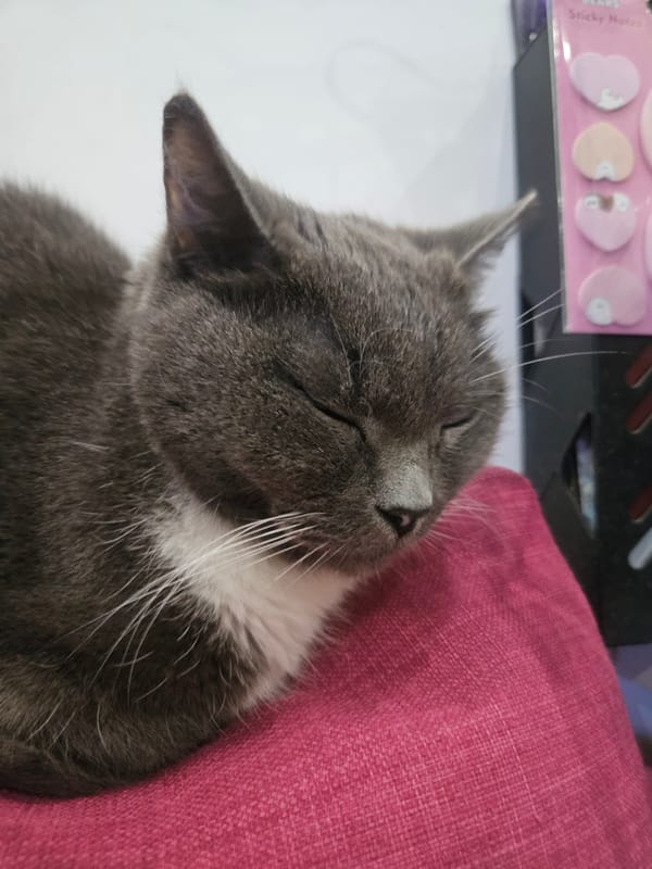 Quiet afternoon moments with sleeping cat and lilac flowers