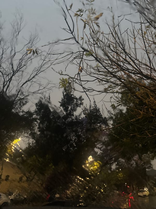 Rain-streaked window view captures Mexico City lights through bare branches