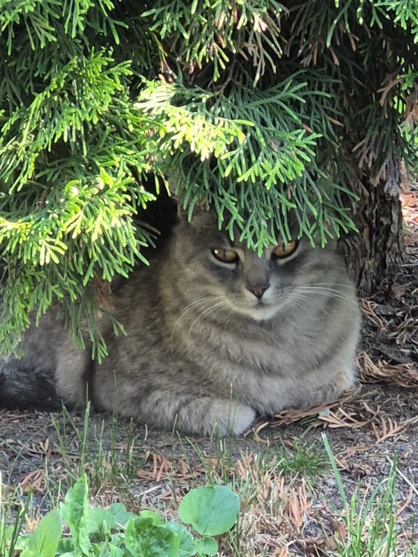 Cats, dogs, and garden flowers in a quiet backyard