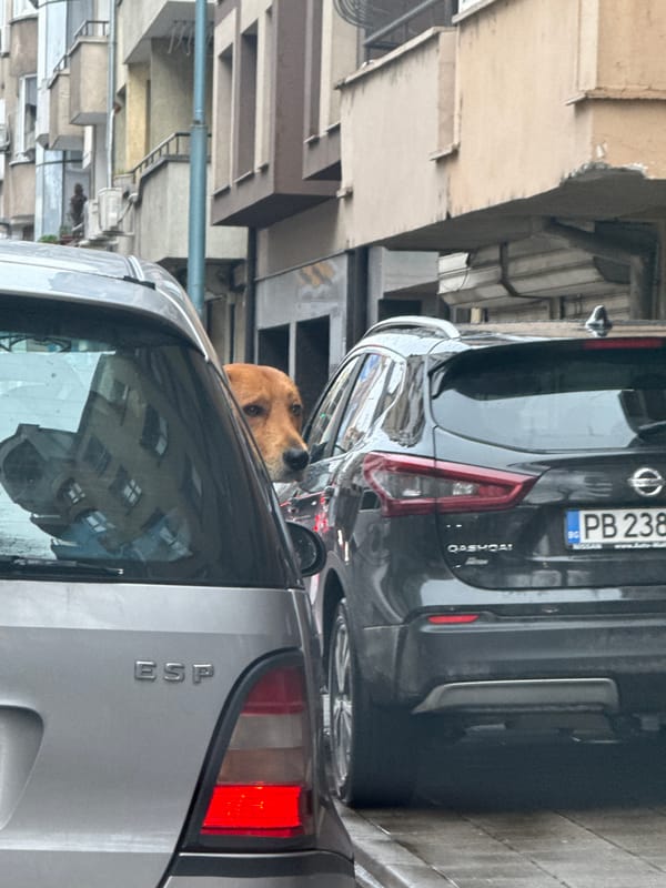 Street animals spotted in Plovdiv: cat on pavement, dog in car