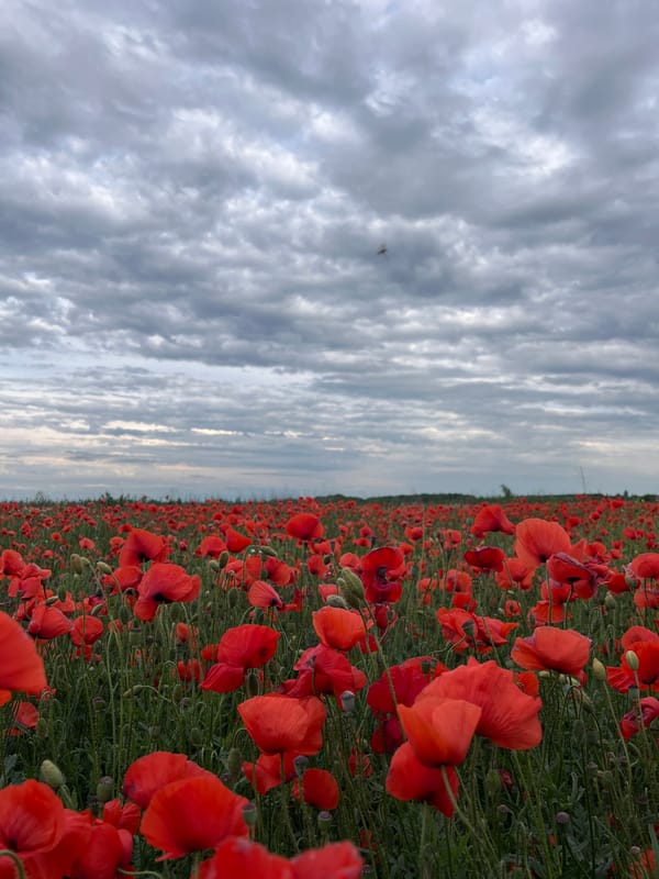 Woman explores blooming poppy field in Ternopil, Ukraine