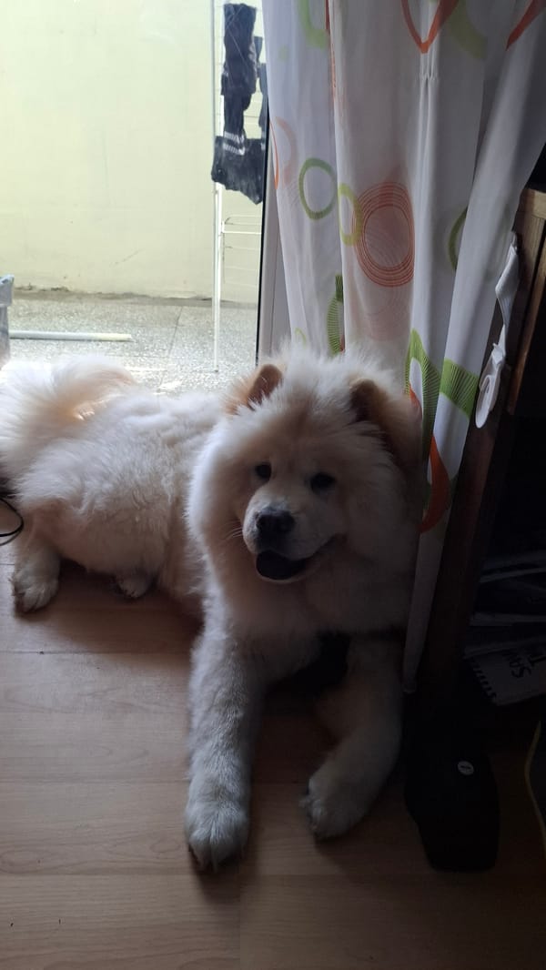 Cream Chow Chow dog resting indoors near mountain sports court