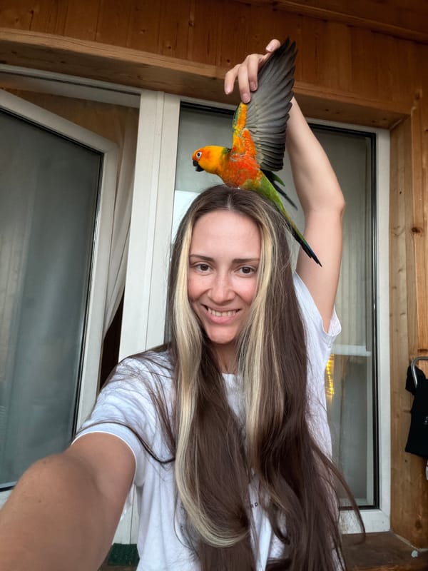 Sun Conure parrot and a Khimki afternoon, indoors and out