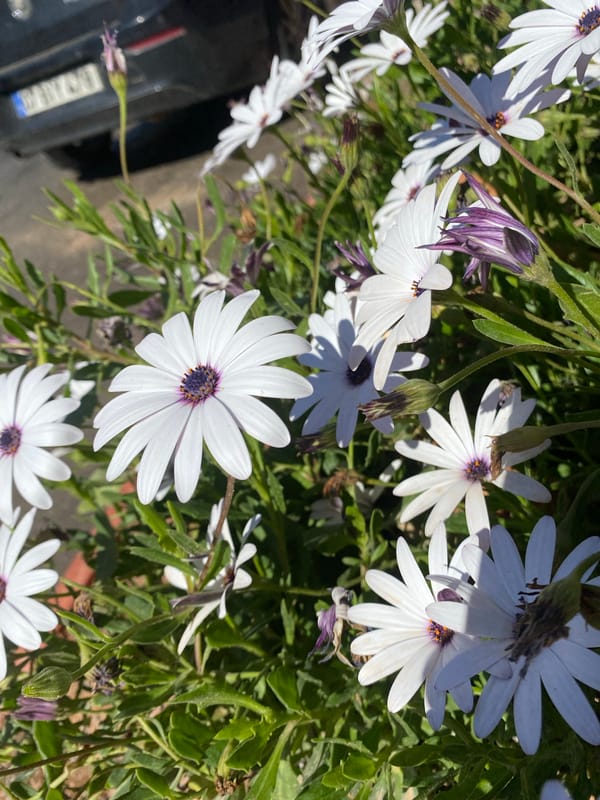 Morning street scenes documented in Alanya, Turkey