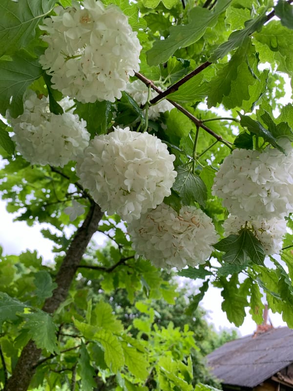 Woman documents blooming garden morning in rural Belarus village
