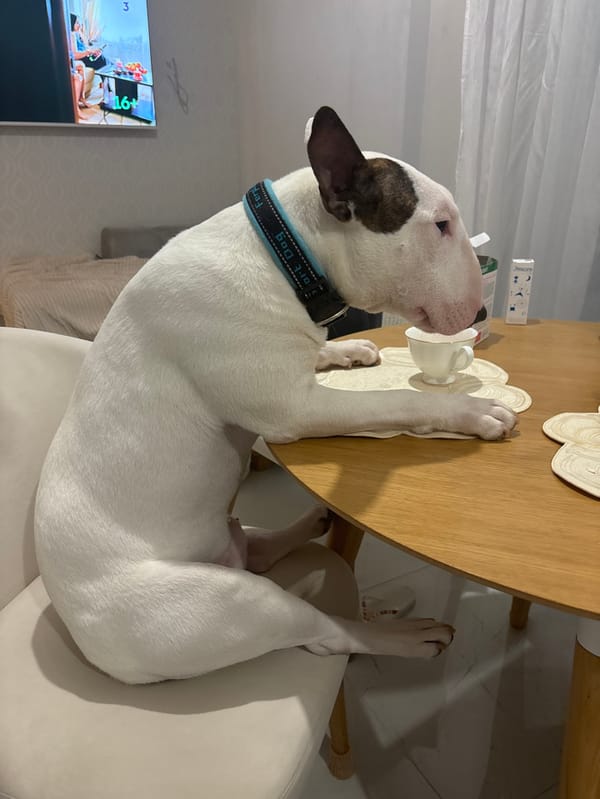 Bull terrier's afternoon antics documented in Saint Petersburg home