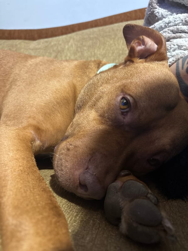 Pet owners share quiet moments with dog and guinea pig