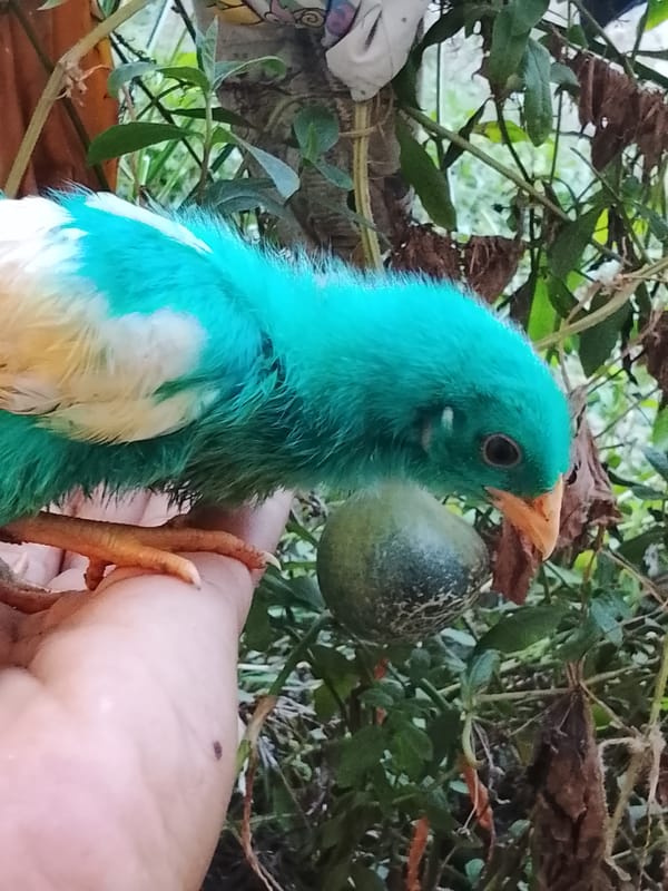 Colorful dyed chicks eating and roaming a dirt yard in Indonesia