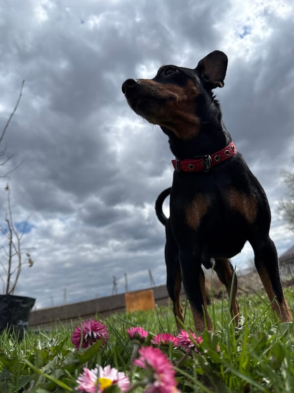 Dog spotted among spring flowers in Russian town