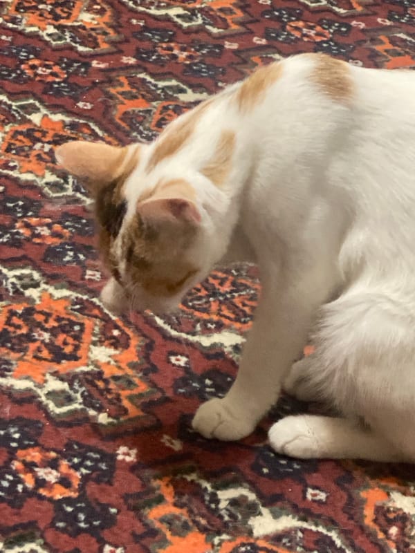 Cats on an oriental rug, tea, and small souvenirs in Baku