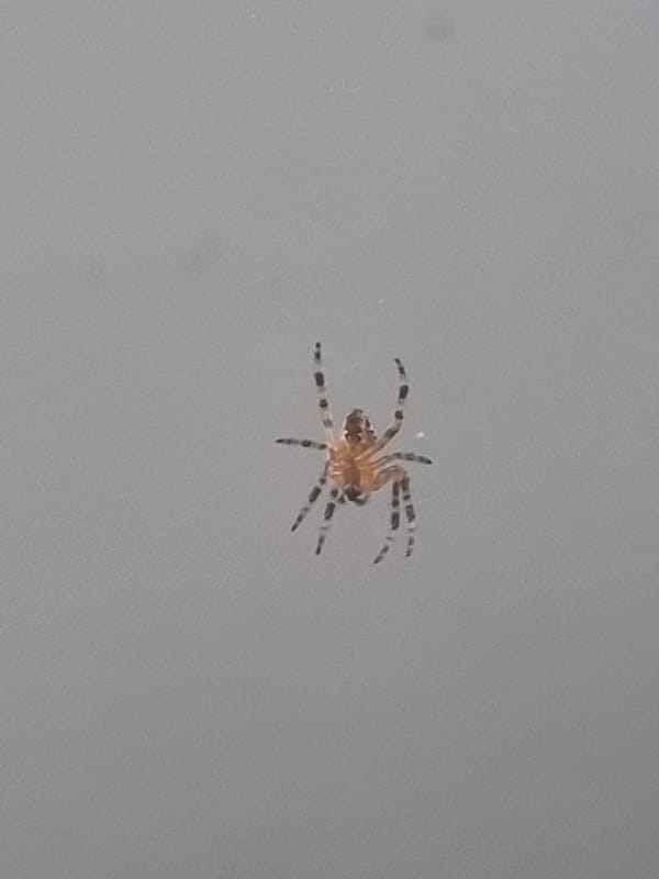 Close-up of a brown spider against a gray background