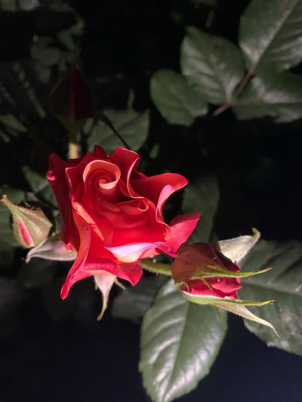 Evening garden roses photographed in various bloom stages