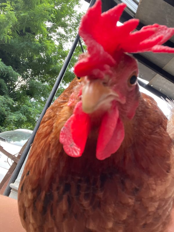 Farmyard chickens and hilltop views in Zlatograd, Bulgaria