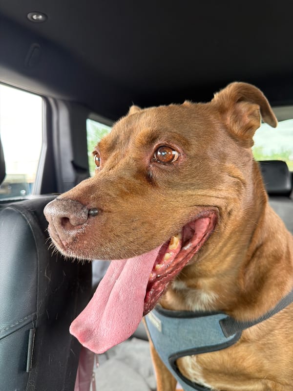 Dogs photographed traveling in vehicle in Mustang, Oklahoma