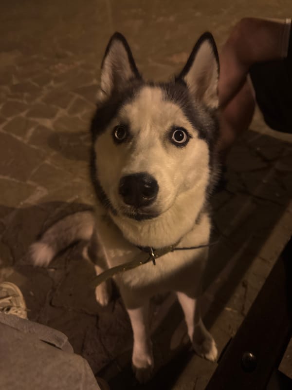 Night out on a Tolyatti plaza with a blue-eyed husky