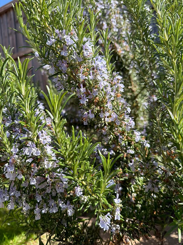 Spring blooms spotted in London gardens