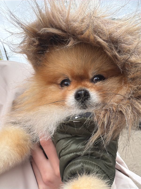 Pomeranian dog carried in jacket hood in Khimki