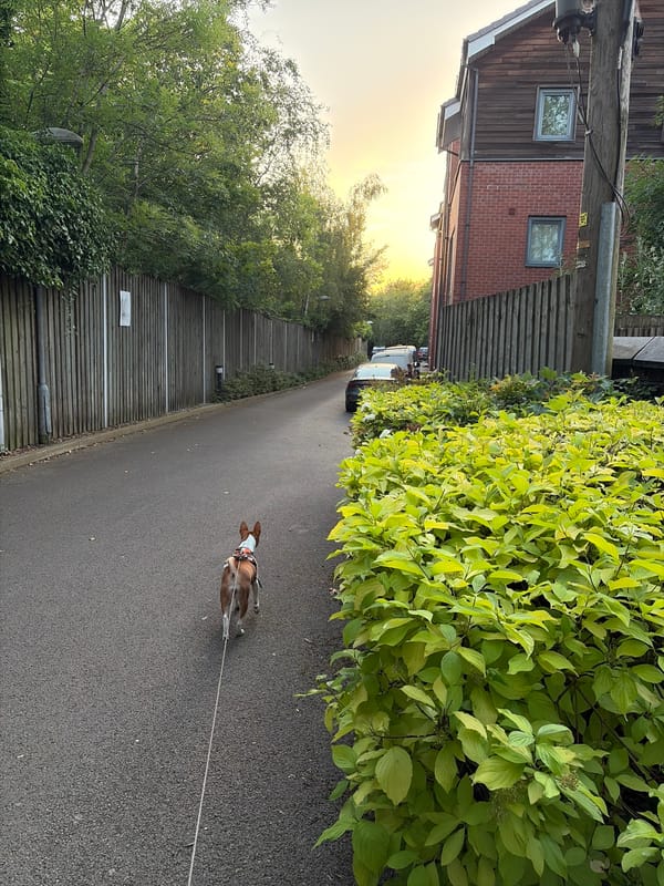 Dog walker observed on flower-dotted lawn in Salford
