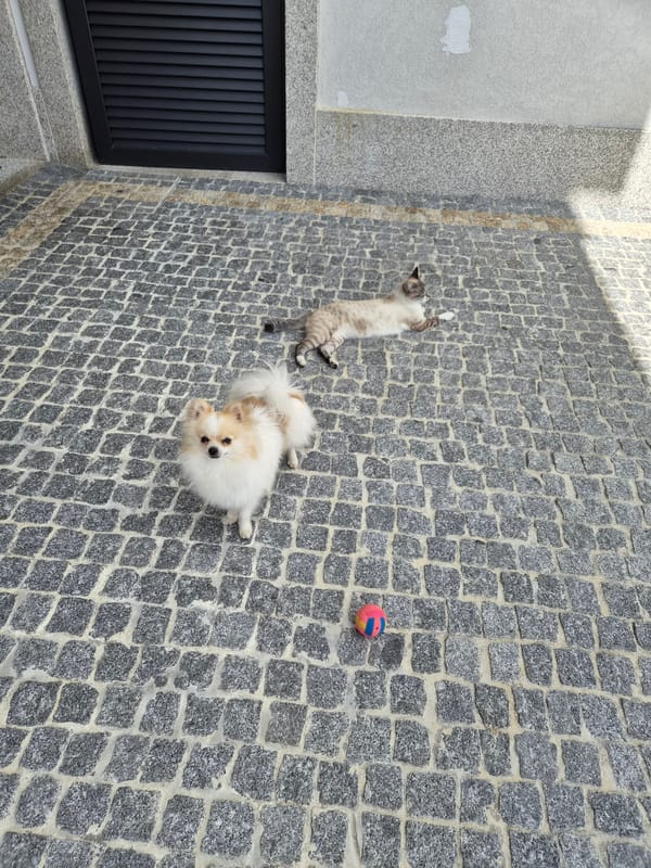 Small white Pomeranian spotted on cobblestone streets in Barcelos