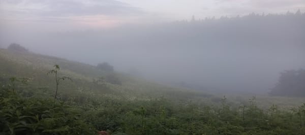 Misty summer evening in a Russian garden settlement, nature up close