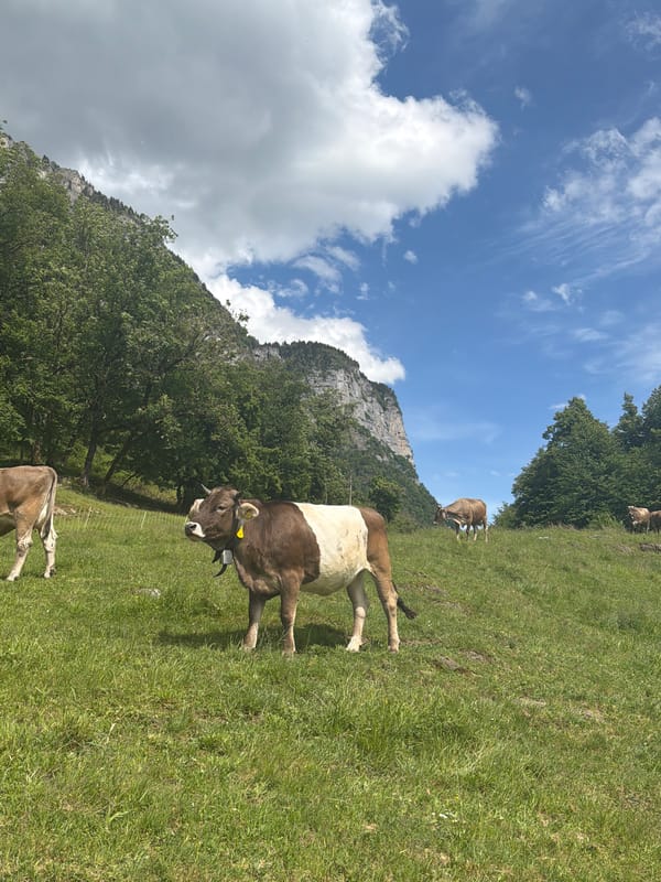 Cows graze in Swiss alpine pastures near Betlis