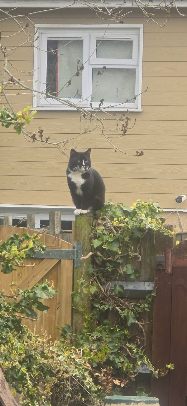 Cat lounges on wooden structure in Reading