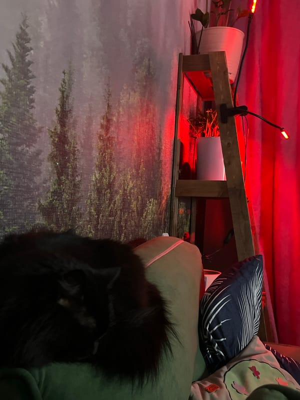 Domestic cats observed in Chaikovsky residence during evening hours