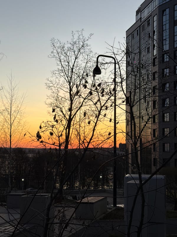 Urban sunset observed with birds gathering in silhouetted trees