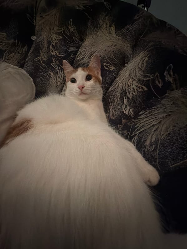Fluffy white and orange cat chilling on patterned bedding in Vratsa
