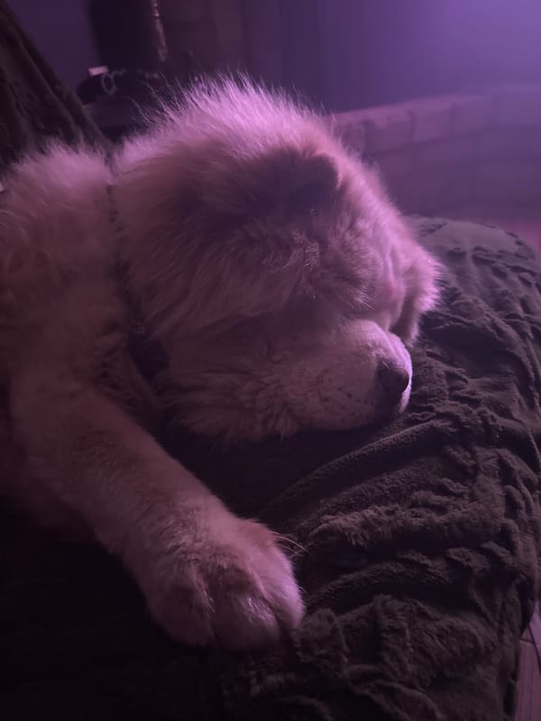 Golden retriever sleeps peacefully on green blanket in Bulgaria