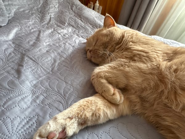 Ginger cat and person share a lazy morning in bed