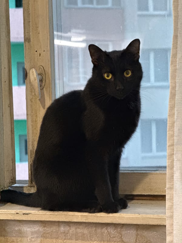 Everyday pet and portrait moments captured across Khimki