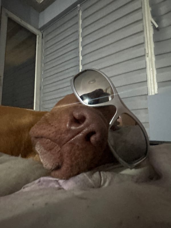 Dog photographed wearing sunglasses in Sofia