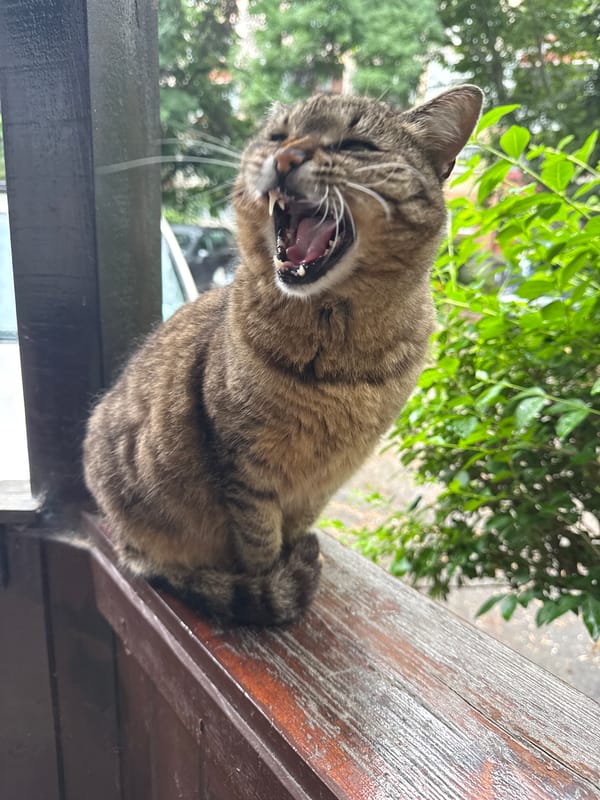 Tabby cat spotted on wooden ledge in Plovdiv