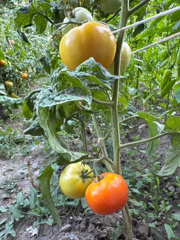 Garden life and a kitten in a Kyrgyzstan backyard