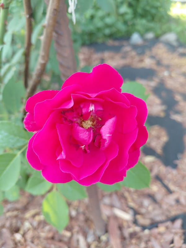 Roses, buildings, and a meal in a Novosibirsk backyard