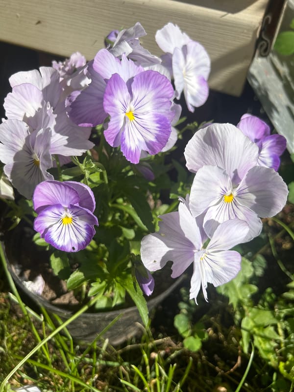 Greenhouse cultivation in Leningrad Oblast captures blooming flowers and vegetables