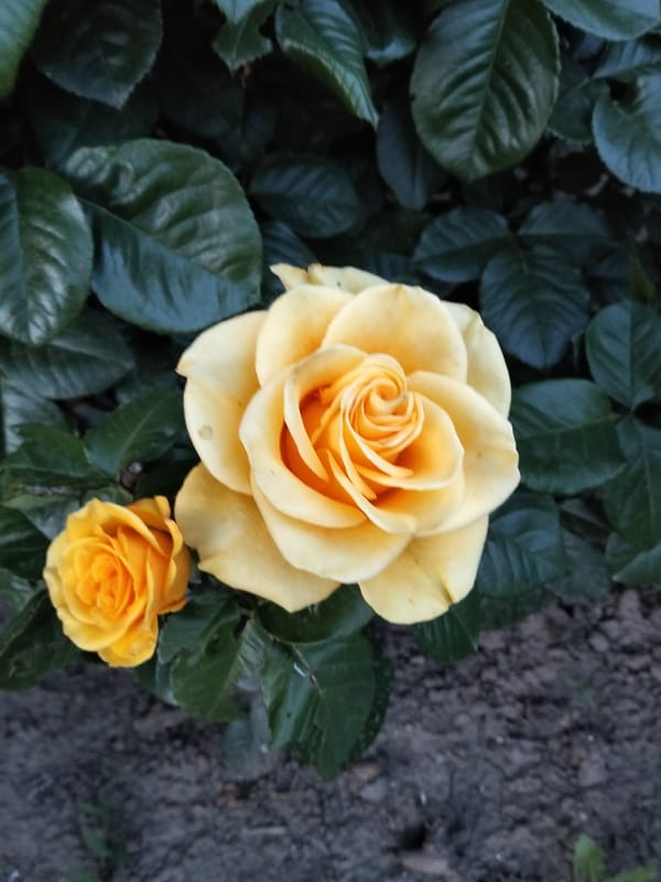 Garden flowers and pets documented in brief afternoon timespan