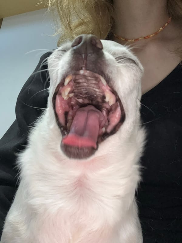 Pet owner documents evening with small white dog in Serbia