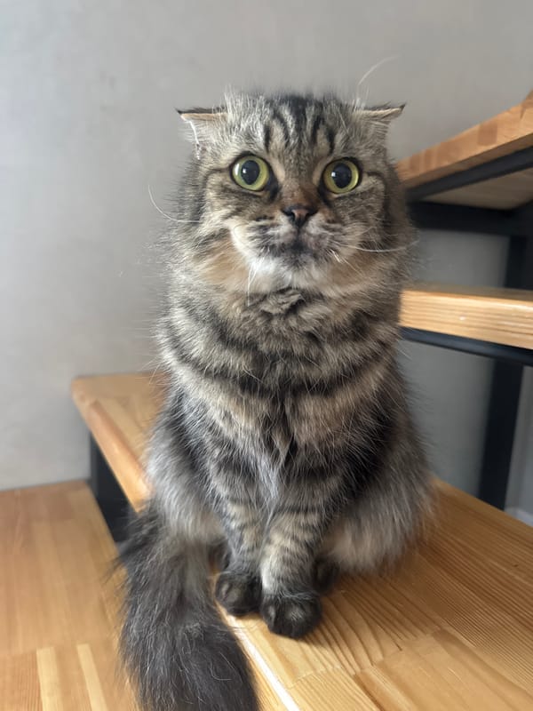 Grey tabby cat spotted resting in rural Belarus