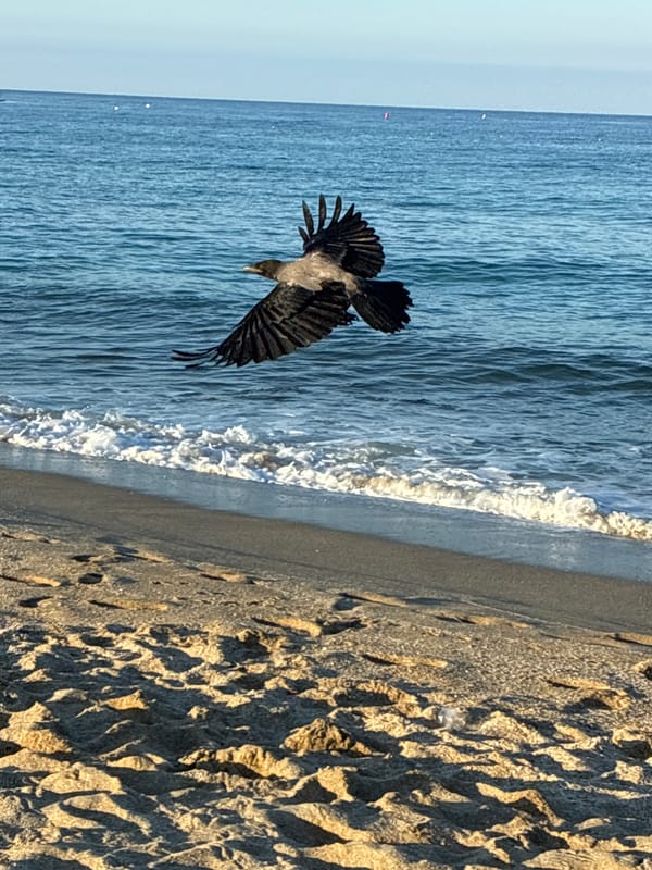 Alanya coastline at dawn, waves breaking and birds in flight