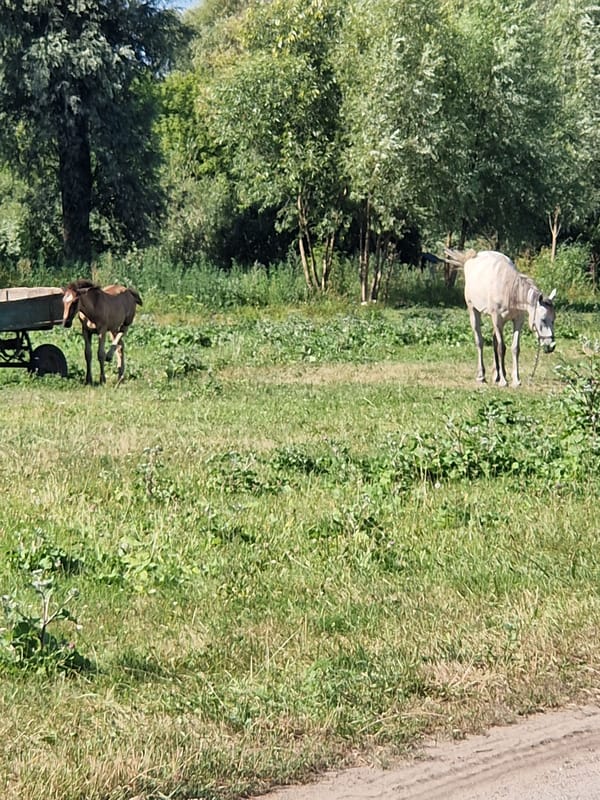 Exploring a rustic wetland with wooden bridges, reeds, and horses