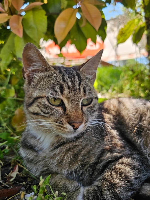 Tabby cat spotted resting in grass in Markovo, Bulgaria