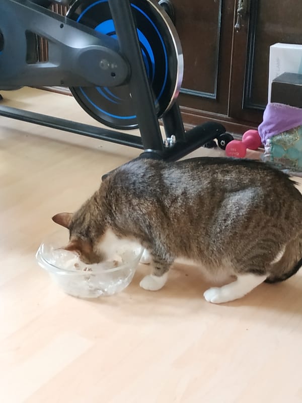 Cat feeds from bowl near exercise equipment in Dortmund
