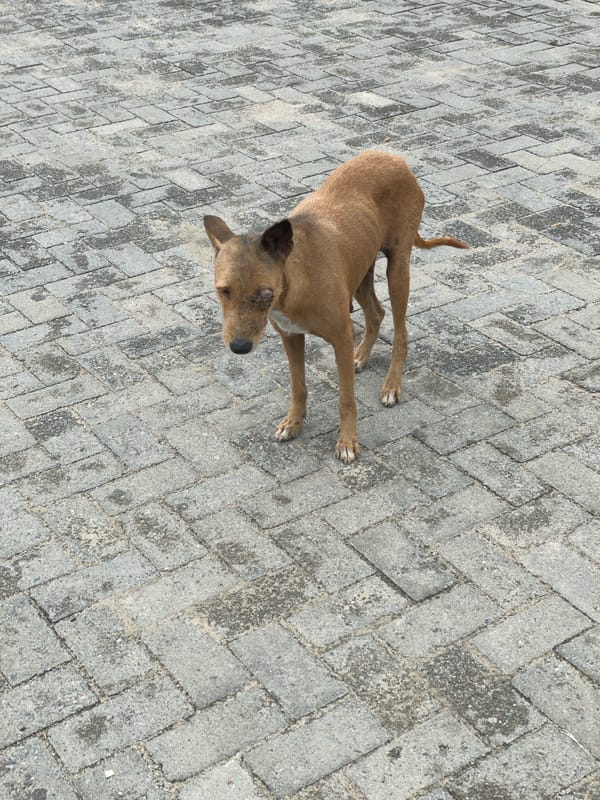 Ordinary street life documented across Ado, Nigeria during midday