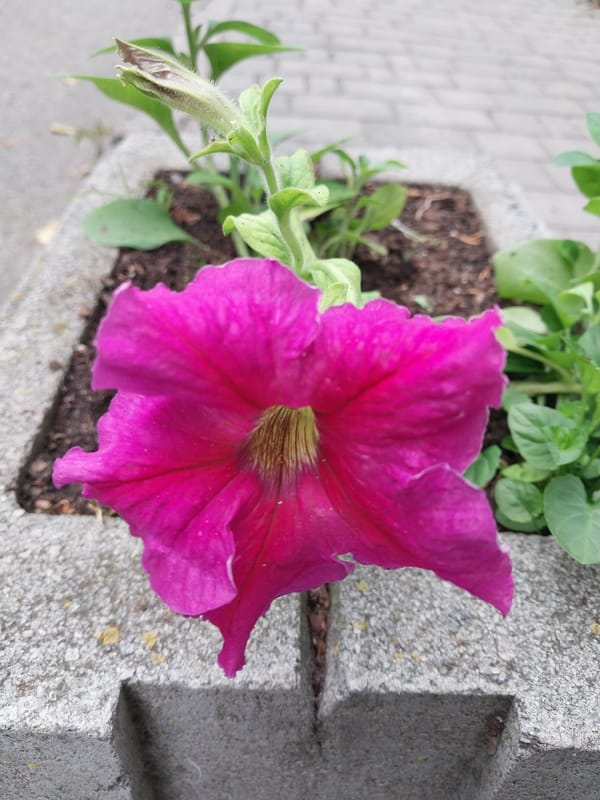 Early morning flower documentation tour recorded across Dnipro gardens