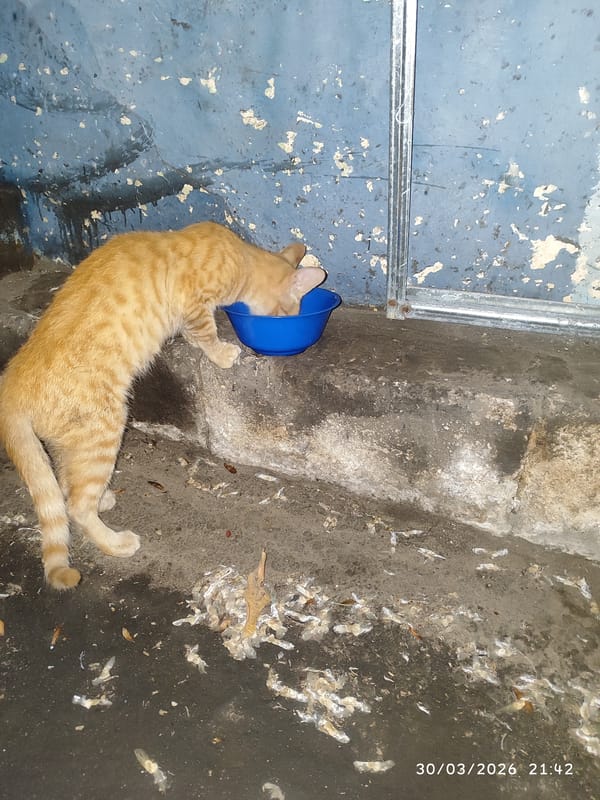 Orange tabby cat drinks from bowl in Tinaquillo, Venezuela