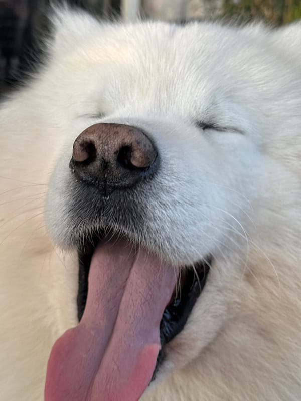 Woman enjoys cafe time with Samoyed dog in Montenegro